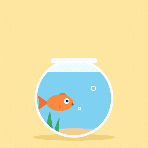 Sorry I Forgot Goldfish Sorry I forgot text above a cute orange goldfish swimming back and forth in a round fishbowl with bubbles