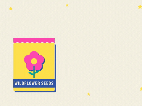 Grow wild, birthday girl, a wildflower seed packet tears open and pink and blue flowers shoot up