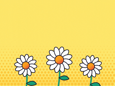 Happy birthday best wishes script over three swaying white daisies on a yellow halftone dot background