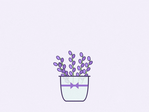 Happy Birthday Lavender Wishes Happy birthday handwritten in purple above lavender sprigs swaying in a glass jar, lavender wishes for you