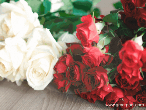Animated have a beautiful birthday GIF with rose