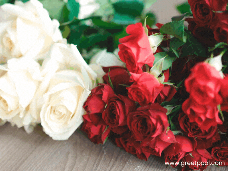 Animated have a beautiful birthday GIF with rose