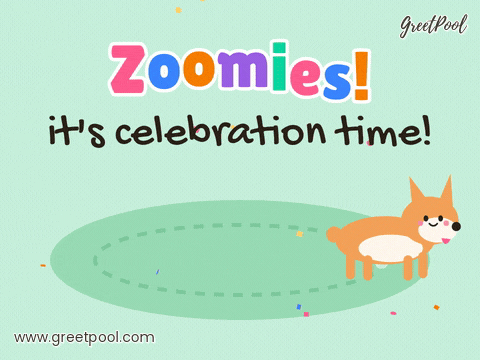 Zoomies celebration with an excited corgi racing laps around the lawn under colourful confetti