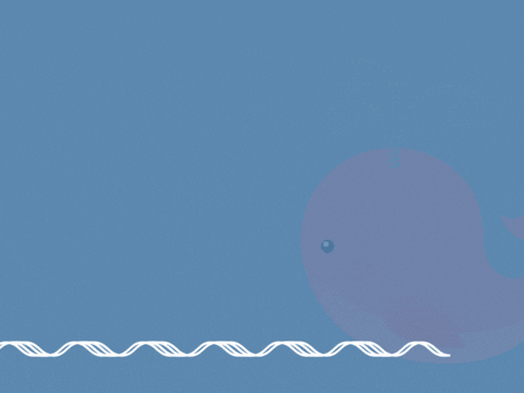 Get Whale Soon Pink Whale Funny Animated get whale soon funny GIF with cute pink whale