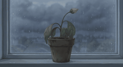 Potted Plant Get Well Soon Potted plant perking up on a sunny windowsill with Get Well Soon message, animated get well GIF