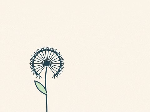 Good Luck Dandelion Make A Wish Good luck, make a wish, in coral script as dandelion seeds lift off and drift away in a line drawing