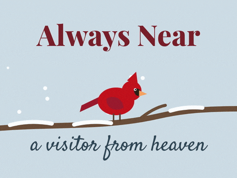 Always near, a visitor from heaven sympathy red cardinal on a snowy branch with snow falling