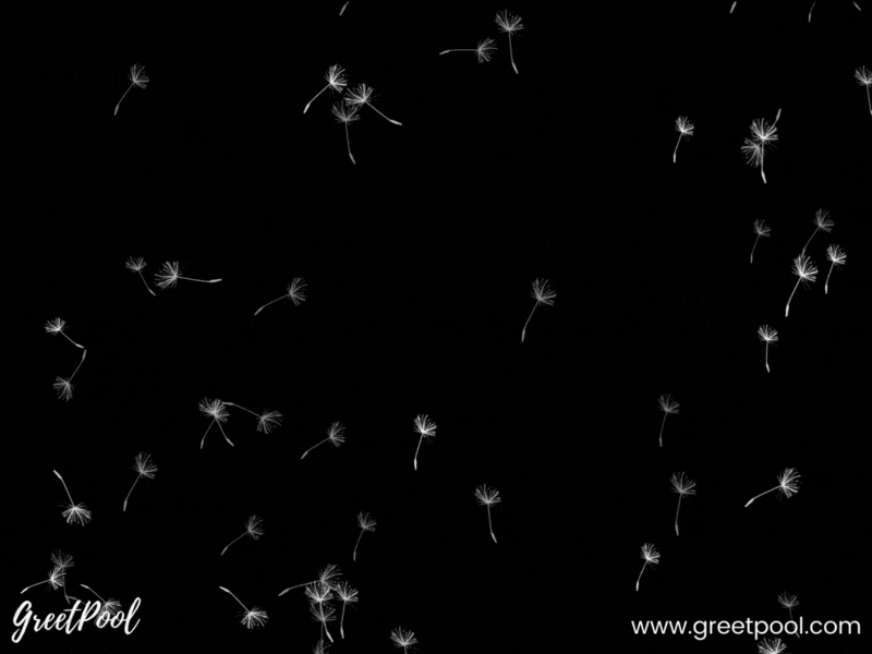 Animated our deepest sympathy GIF with dandelion on light background