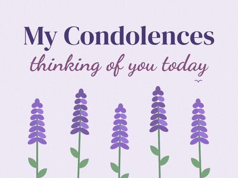My Condolences Sympathy Lavender My condolences, thinking of you today sympathy message above swaying purple lavender sprigs