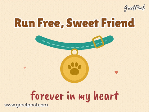 Run Free Pet Sympathy Collar Tag Run free sweet friend, forever in my heart pet loss sympathy collar with a swinging gold paw tag