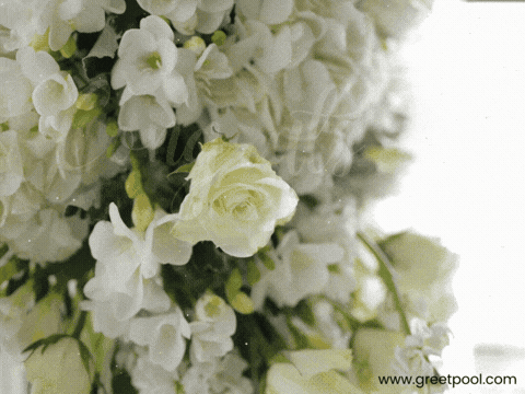 White roses backdrop with Congrats On Your Wedding script, animated elegant wedding GIF