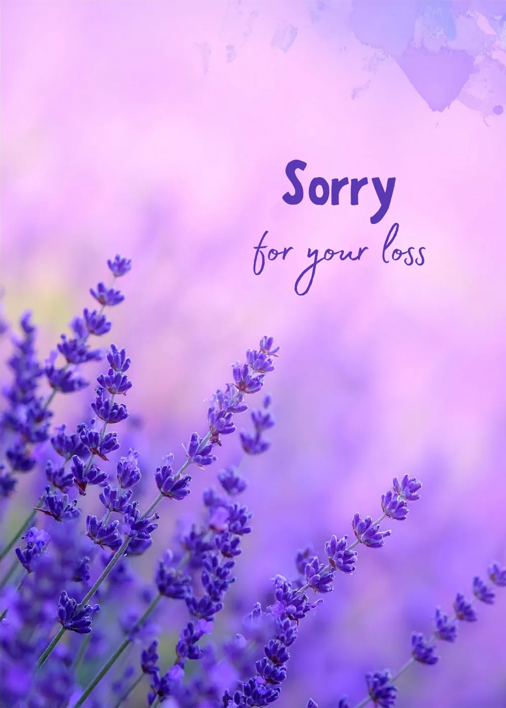 Sympathy card with soft photographic lavender field in purple and Sorry for Your Loss message